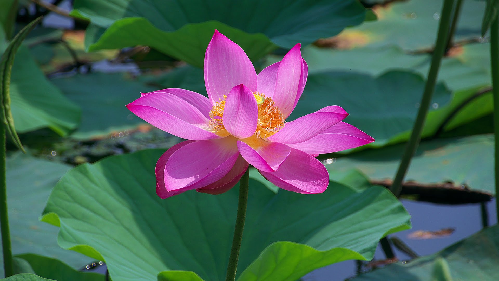【伊豆沼・内沼】見えないほど向こうまで、全て蓮で覆われた沼。夏、花咲く蓮の沼を船で散策。